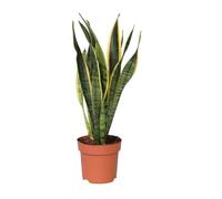 Plant in a Box - Sansevieria Laurentii 'Lingua di suocera' - Vaso 14cm - Altezza 40-50cm