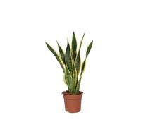 Plant in a Box - Sansevieria Laurentii 'Lingua di suocera' - Vaso 17cm - Altezza 60-70cm