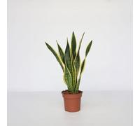 Plant in a Box - Sansevieria Laurentii 'Lingua di suocera' - Vaso 17cm - Altezza 60-70cm