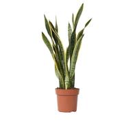 Plant in a Box - Sansevieria Laurentii 'Lingua di suocera' - Vaso 21cm - Altezza 65-75cm