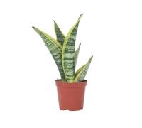 Plant in a Box - Sansevieria trifasciata 'Futura Superba' - Lingua di suocera - Vaso 12cm - Altezza 35-40cm