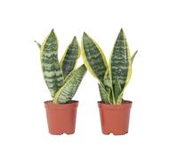 Plant in a Box - Sansevieria trifasciata 'Futura Superba' - Set di 2 - Lingua di suocera - Vaso 12cm - Altezza 35-40cm