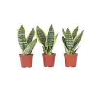 Plant in a Box - Sansevieria trifasciata 'Futura Superba' - Set di 3 - Lingua di suocera - Vaso 12cm - Altezza 35-40cm