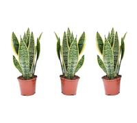 Plant in a Box - Sansevieria trifasciata 'Futura Superba' - Set di 3 - Pokon - Lingua di suocera - Vaso 12cm - Altezza 35-40cm