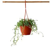 Plant in a Box - Senecio peregrinus - Catena dei delfini - Vaso 12cm - Altezza 10-20cm