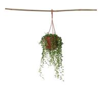 Plant in a Box - Senecio Rowleyanus - Filo di perle - Pianta da appendere - Vaso 12cm - Altezza 10-20cm