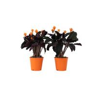 Plant in a Box - Set di 2 - Calathea Crocata - Vaso 14cm - Altezza 40-50cm - Pianta d'appartamento che purifica l'aria - Belle foglie