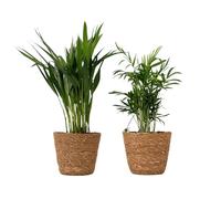 Plant in a Box - Set di 2 mini palme da interno con cestini intrecciati decorativi - Altezza 25-40cm - Vaso 12cm - Areca Lutescens & Chamaedorea Elegans