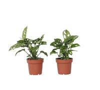 Plant in a Box - Set di 2 - Monstera 'Monkey Mask' - Pianta d'appartamento - Vaso 12cm - Altezza 25-30cm