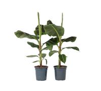 Plant in a Box - Set di 2 - Musa 'Dwarf Cavendish' - Pianta da appartamento - Pianta di banano - Vaso 21cm - Altezza 90-100cm