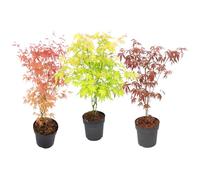 Plant in a Box - Set di 3 Ai giapponesi resistenti all'inverno - Vaso da 19 cm - Altezza 60-70 cm - Palmatum 'Atropurpureum', 'Beni Maiko' & 'Orange Dream'