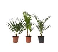 Plant in a Box - Set di 3 palme da esterno - Phoenix, Chamaerops, Washingtonia - Vaso 15cm - Altezza 50-70cm