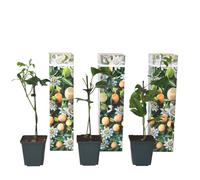 Plant in a Box - Set di 3 Passiflora Edulis - Frutto della Passione - Rampicante - Vaso 9cm - Altezza 25-40cm