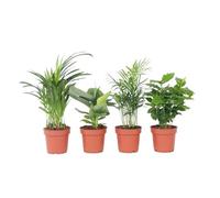 Plant in a Box - Set di 4 piante da appartamento di tendenza - Vaso 12cm - Altezza 25-40cm - Facile da curare - Piante verdi - Pianta del caffè - Palma - Pianta di banano