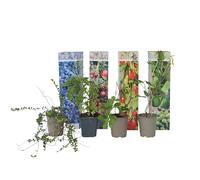 Plant in a Box - Set di 4 piante da frutto mix 'Smoothie' - Actinidia 'Issai', Vaccinium 'Sunshine Blue', Vaccinium, Lycium - Piante da frutto - Resistente all'inverno - Vaso 9cm - Altezza 25-40cm