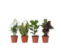 Plant in a Box - Set di 4 piante d'appartamento 'Easy Care' - Manutenzione molto ridotta - Sansevieria, Chamaedorea, Ctenanthe, Clusia - Vaso 12cm - Altezza 25-40cm