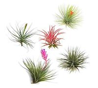 Plant in a Box - Set di 5 piante aeree Tillandsien - Piante da appartamento Tillandsia - Altezza 5 - 10 cm
