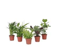 Plant in a Box - Set di 5 piante d'appartamento che purificano l'aria - Vaso 12cm - Altezza 25-40cm - Areca, Asplenium, Clusia, Ctenanthe, Spathiphyllum