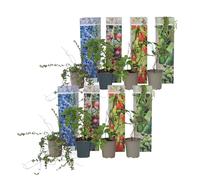 Plant in a Box - Set di 8 piante da frutto mix 'Smoothie' - Actinidia 'Issai', Vaccinium 'Sunshine Blue', Vaccinium, Lycium - Piante da frutto - Resistente all'inverno - Vaso 9cm - Altezza 25-40cm