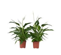 Plant in a Box - Spathiphyllum - Set di 2 - Pianta da appartamento - Pianta cucchiaio - Spatifillo - Vaso 17cm - Altezza 60-75cm