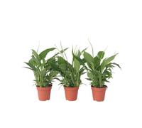 Plant in a Box - Spathiphyllum 'Torelli' - Pianta cucchiaio - Spatifillo - Set di 3 - Vaso 12cm - Altezza 30-45cm
