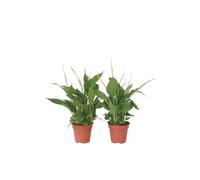 Plant in a Box - Spathiphyllum 'Torelli' - Pianta cucchiaio - Spatifillo - Set di 6 - Vaso 12cm - Altezza 30-45cm