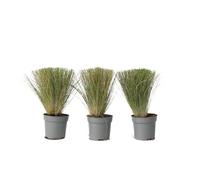 Plant in a Box - Stipa - Set di 3 - 'Pony Tail' - Erba ornamentale - Vaso 9cm - Altezza 20-30cm