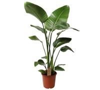 Plant in a Box - Strelitzia Nicolai - Pokon - Fiore dell'uccello del paradiso - Pianta d'appartamento - Vaso 21cm - Altezza 90-110cm