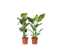 Plant in a Box - Strelitzia Nicolai - Uccello del Paradiso - Set di 2 - Vaso 17cm - Altezza 55-70cm