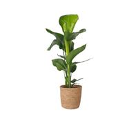 Plant in a Box - Strelitzia Nicolai - Uccello del Paradiso - Vaso 17cm - Altezza 55-70cm