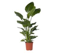 Plant in a Box - Strelitzia Nicolai XXL - Grande pianta da interno - Uccello del paradiso - Vaso 28cm - Altezza 150-170cm