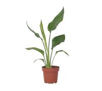 Plant in a Box - Strelitzia Reginea - Pianta dell'uccello del paradiso - Vaso 9cm - Altezza 25-40cm