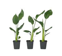 Plant in a Box - Strelitzia Reginea - Set di 3 - Pianta dell'uccello del paradiso - Vaso 9cm - Altezza 25-40cm