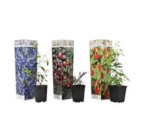 Plant in a Box - Superfrutti - Mix di 3 - Alberi da frutto - Mirtillo - Mirtillo rosso - Goji - Vaso 9cm - Altezza 25-40cm