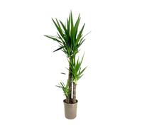 Plant in a Box - Tronchetto della felicità - Yucca elephantipes - Altezza 130-140cm - ⌀24cm