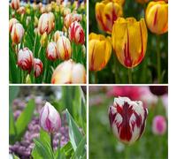 Plant in a Box - Tulipa Flaming Beauty Mix - Bulbi di tulipano - Set di 60 - Bulbi da fiore