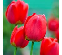 Plant in a Box - Tulipa 'Impressione rossa' - Bulbi di fiori - Set di 14 - Tulipano - Rosso