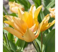 Plant in a Box - Tulipa praestans Shogun - Bulbi da fiore - Set di 40 - Tulipano Arancio