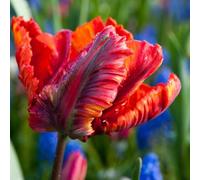 Plant in a Box - Tulipa Rasta Parrot - Bulbi di Tulipano - Set di 15 - Bulbi da Fiore