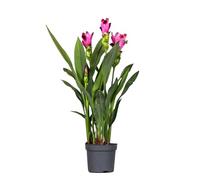 Plant in a Box - Tulipano siamese - Curcuma 'Siam Splash' - Rosa - 40-60cm - ⌀13cm
