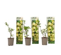 Plant in a Box - Uva spina - 3 pezzi - Ribes uva- crispa - Altezza 25-40cm - ⌀9cm