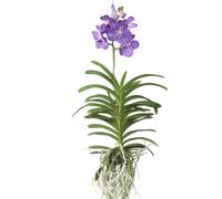 Plant in a Box - Vanda Magic XXL - Blu reale - Altezza 90 cm