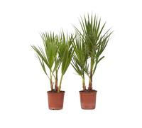 Plant in a Box - Washingtonia Robusta - Set di 2 - Palma messicana - Vaso 15cm - Altezza 50-60cm