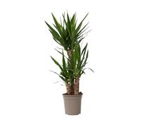 Plant in a Box - Yucca Elephantipes - Pianta d'appartamento - Vaso 21cm - Altezza 70-80cm