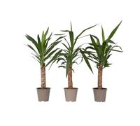 Plant in a Box - Yucca Elephantipes - Set di 3 - Pianta d'appartamento - Vaso 14cm - Altezza 50-60cm