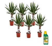 Plant in a Box - Yucca Elephantipes - Set di 6 - Pianta da appartamento - Pokon - Vaso 14cm - Altezza 50-60cm