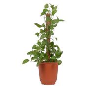 Plant Stakes - Supporto articulated Stand, Moss Support | Expandable Plant Cage, Eco-Friendly Support System, Space Saving Element for Fast Flowering and Cultivation