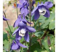 Plant World Seeds - Aquilegia Flabellata Nana Mini Star Seeds