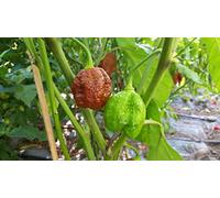 Plant World Seeds - Habanero Chocolate Brown Seeds