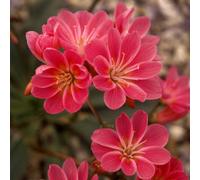 Plant World Seeds - Lewisia Cotyledon Ruby Red Seeds